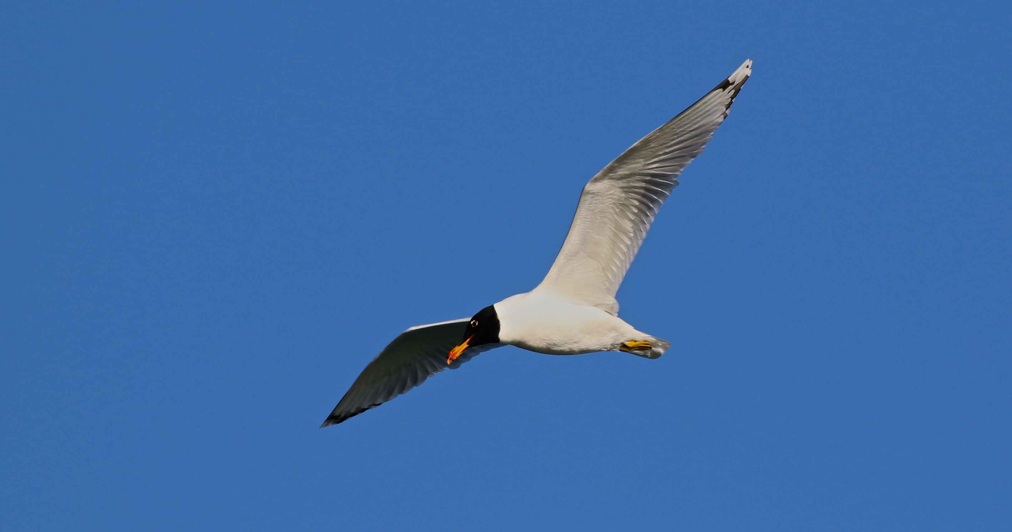 Pallas's Gull
